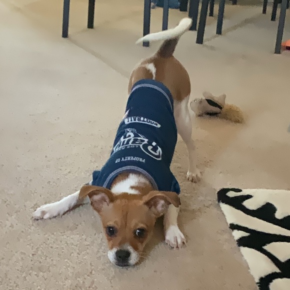 Small Dog Rams Tee - Picture 2 of 2